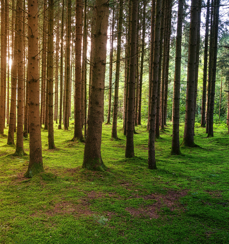  ISO 14001 Environmental Management